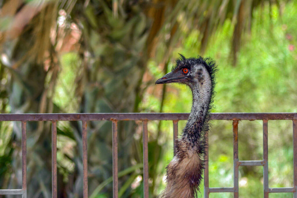 Emu close-up schot - Foto, afbeelding