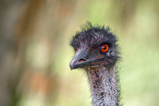 Emu close-up tiro - Foto, Imagem