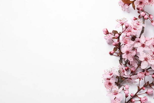 Cherry tree branch with beautiful pink blossoms on white background, top view. Space for text - 写真・画像