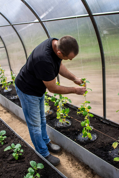 A man works in a greenhouse with vegetables, gardening and farming - Fotografie, Obrázek