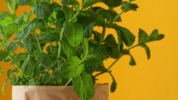 Mint plant grows at home in paper pot at the yellow background. Home gardening for fresh and natural greens. - Footage, Video