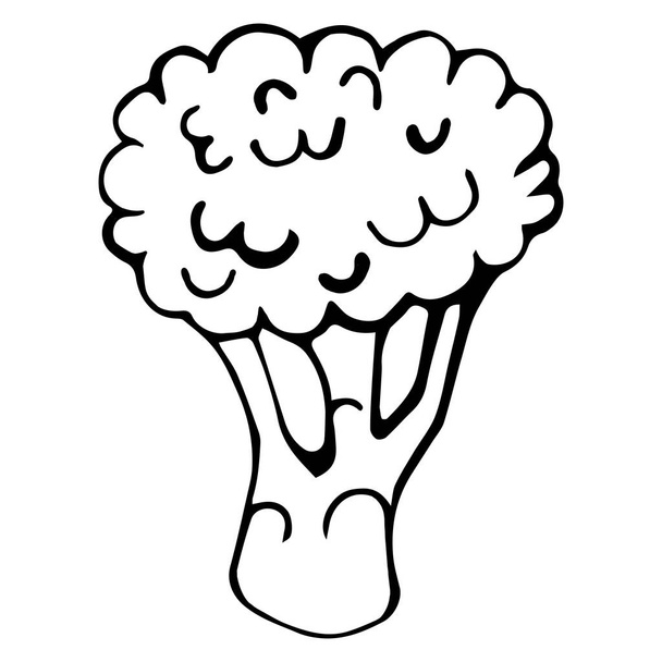 Ilustração vetorial de brócolis em estilo doodle. Acidente vascular cerebral preto desenhado à mão isolado no fundo branco. Dieta saudável. O esboço pode ser usado para decoração, têxteis, design de embalagem. - Vetor, Imagem