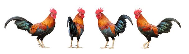 Conjunto de gallo macho de gama libre colorido en pose diferente aislado sobre fondo blanco con ruta de recorte - Foto, imagen