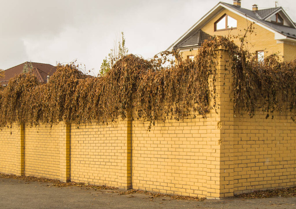 The YELLOW brick fence wall, overgrown with dry plant branches and grass on autumn street, in the open. - Photo, Image