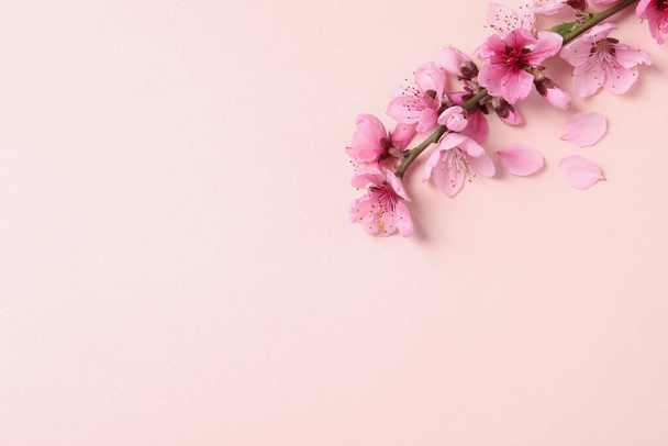 Beautiful sakura tree blossoms on beige background, flat lay. Space for text - Foto, afbeelding