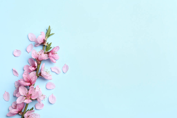 Beautiful sakura tree blossoms on light blue background, flat lay. Space for text - Photo, Image