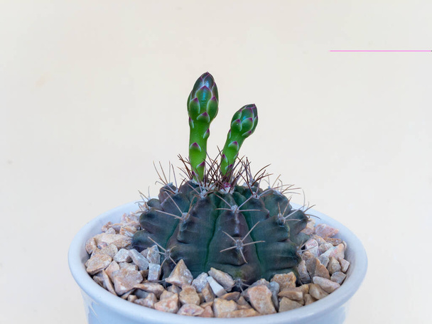 Cierre de un cactus de Gymnocalycium con brotes florecientes plantados en una maceta blanca con gravas y fondo aislado - Foto, Imagen