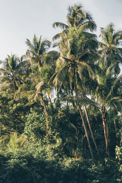 Palm trees in Goa, India - Zdjęcie, obraz