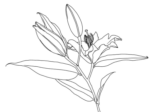 Realistic linear drawing of lily flower with leaves and buds - Vektor, obrázek