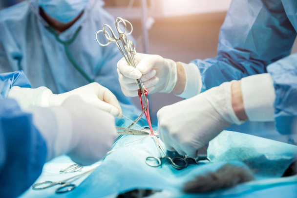Veterinarian surgeons in operating room doing cat neutering - Fotó, kép
