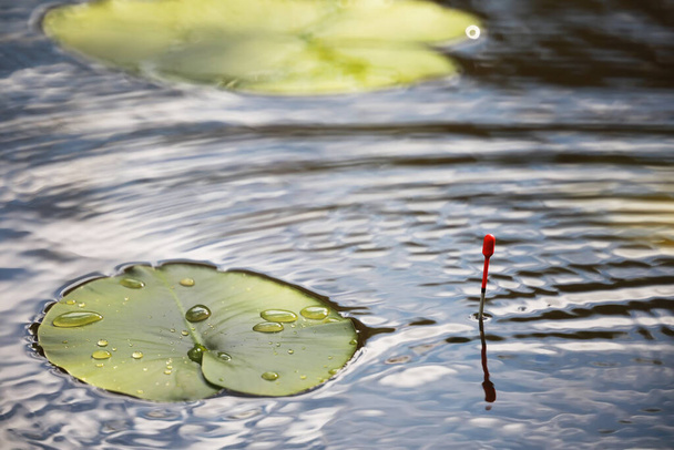 étang avec lentille d'eau, plantes de marais, nénuphars et victoria amazonica lis - Photo, image