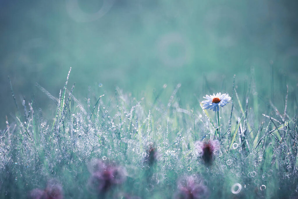 Wild flower. Little flowers on a green meadow spring. - Photo, Image
