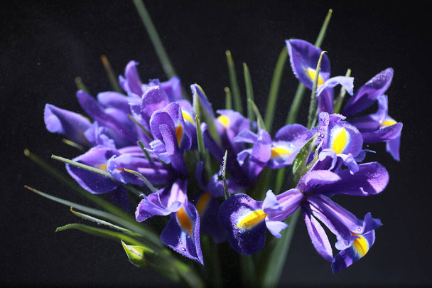 Bir buket taze çiçek. Sevdiğine bayram hediyesi. Sevgililer Günü arkaplanı. Gül, lale, Iris çiçek aranjmanı. - Fotoğraf, Görsel