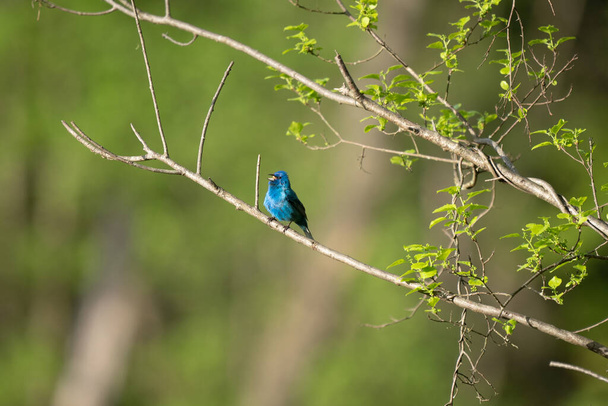A selective focus shot of a beautiful blue indigo bunting bird perched on a branch - Valokuva, kuva