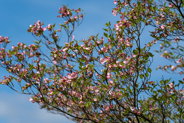 A low angle shot of a blooming pink flower tree - Photo, image