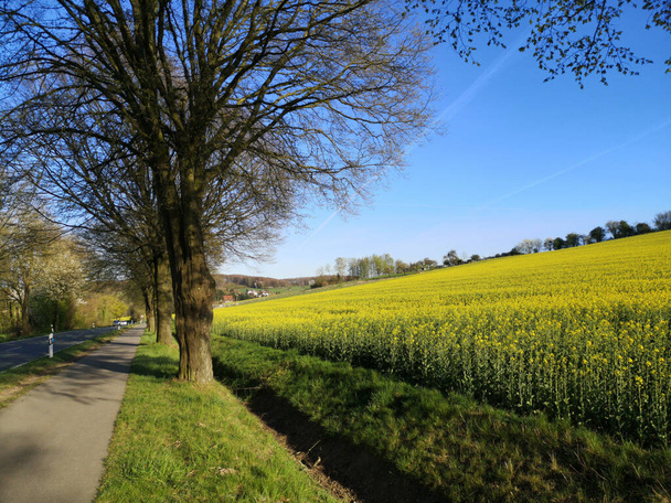 A beautiful landscape with the field of beautiful yellow flowers near the road - Φωτογραφία, εικόνα