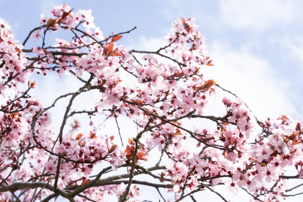 A closeup of cherry blossom under the sunlight and a cloudy sky in spring - Foto, immagini