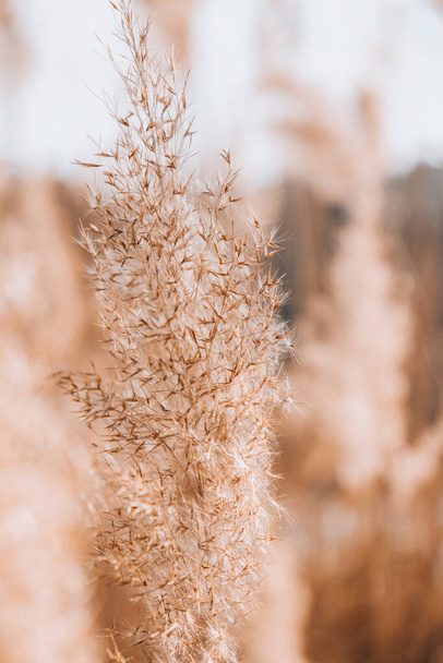 Pampas grass. Dry beige reed. Abstract natural background. Pastel neutral colors. Earth tones. Beautiful nature trend decor. Minimalistic neutral concept. - Photo, Image