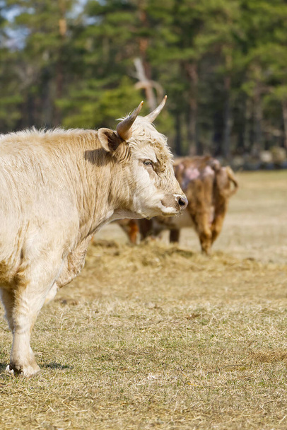 Retrato de la vaca rubia de Aquitania raza en el campo de otoño prado. Pastoreo libre - Foto, imagen