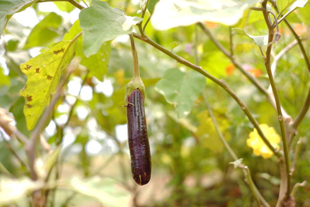 un primer plano de berenjena púrpura fresca y madura lista para ser cosechada. verduras frescas en los jardines de montaña. berenjena sobre un fondo de hojas borrosas - Foto, imagen