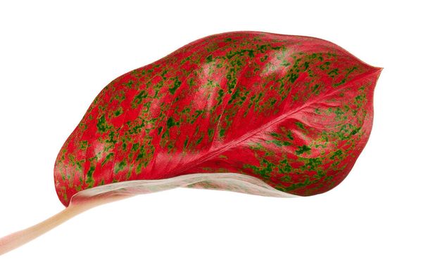 Feuillage d'aglaonema, Feuilles d'aglaonema rouge, Feuilles exotiques tropicales, isolées sur fond blanc avec chemin de coupe   - Photo, image
