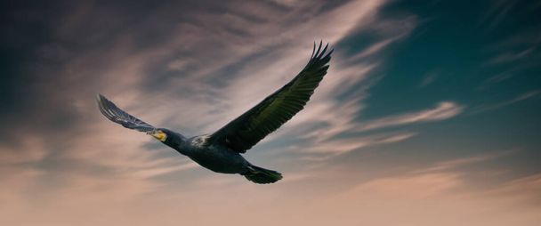 A panorama of a detailed Cormorant in flight with spread wings. Against a blue, green and orange sky with clouds. Copy space, cover, webbanner, social media - Photo, Image