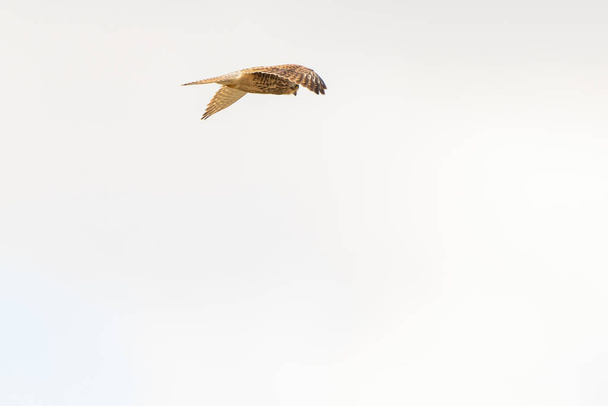 Крупный план Кестрел - хищная птица - парит в небе, охотится за добычей - Фото, изображение