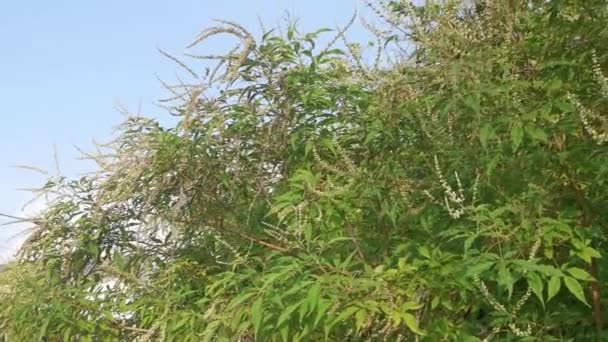 bushes of the small vitex negundo growing tree. - Footage, Video