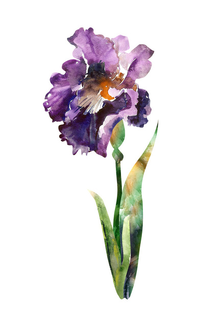 Watercolor iris - Фото, зображення