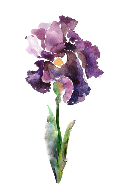 Watercolor iris - Photo, Image