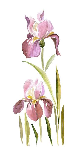 Iris aquarelle
 - Photo, image