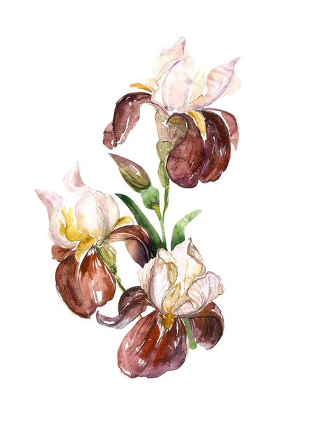 Iris acquerello
 - Foto, immagini