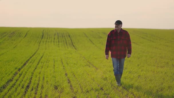 Een man boer loopt over het veld bij zonsondergang. De landbouwkundige controleert de op het veld aangeplante landbouwproducten. De weg naar succes. - Video