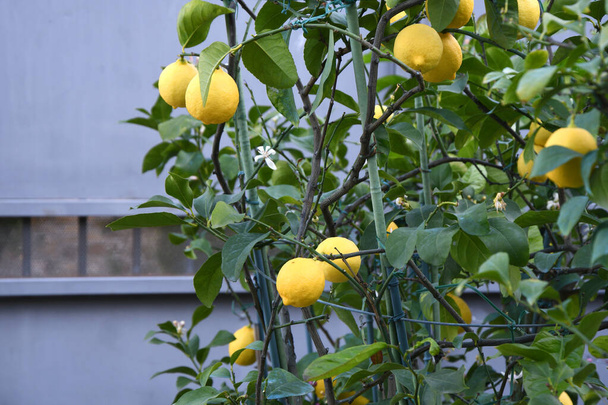 beautiful lemons on the plant in a garden - Photo, Image