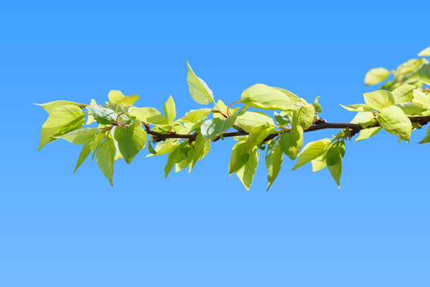 erste grüne Blätter am Zweig eines Pfirsichbaumes - Foto, Bild
