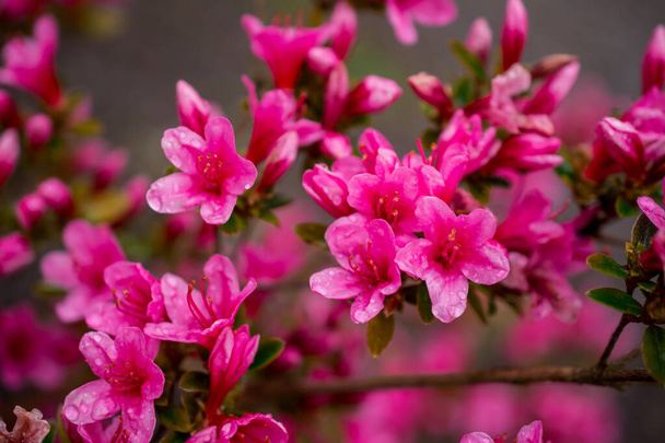 hermosos rododendros de primavera en los jardines - Foto, imagen