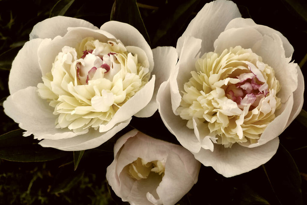 piękne kwitnące białe piwonie z różowym centrum, imitacja starego zdjęcia - Zdjęcie, obraz