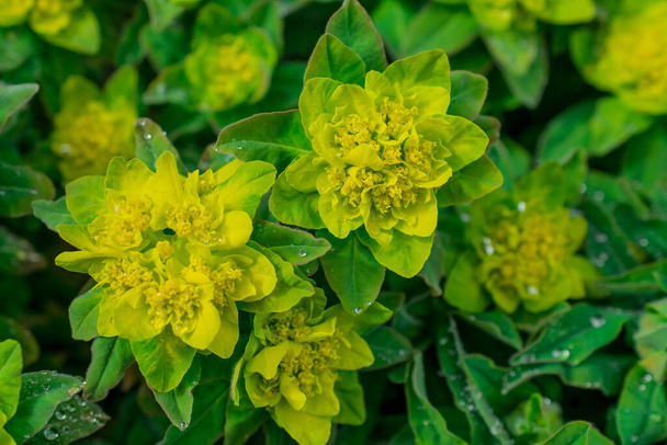 Επιλεκτική εικόνα εστίασης του Ξύλου (Euphorbia amygdaloides - Φωτογραφία, εικόνα