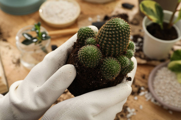 Woman with cactus at wooden table, closeup. Transplanting houseplants - Foto, afbeelding