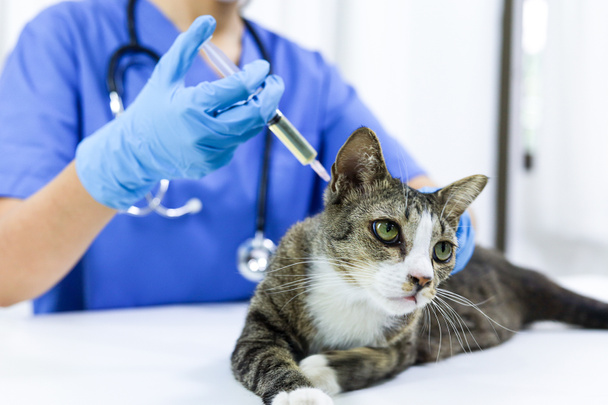 Gato en mesa de examen de la clínica veterinaria. Atención veterinaria. Médico veterinario y gato - Foto, imagen