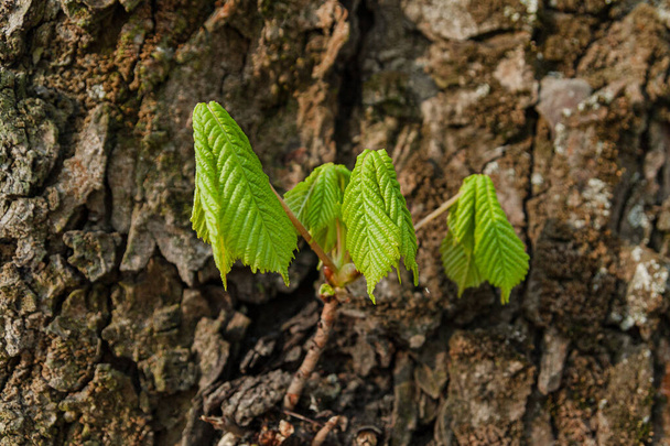 幹の裏に若い栗の葉があります。緑の葉。5月にポーランドのマゾヴィアで。中央ヨーロッパの春の植物。緑のリラックス。樹皮や緑の葉。ポーランドで5月. - 写真・画像