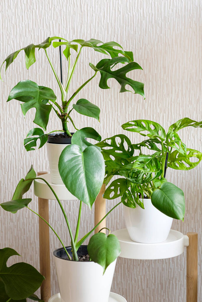 Three types of monstera plants: Minima, Deliciosa and Adansonii in white flower pots stands on a light background. Stylish urban jungle interior. Houseplant care concept - Photo, image