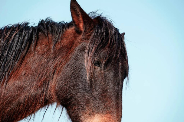 kaunis musta hevonen muotokuva luonnossa  - Valokuva, kuva