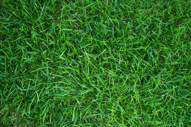 Top view of green grass texture background Idea concept used for making green backdrop. Grass Golf Courses green lawn pattern textured background. - Photo, image