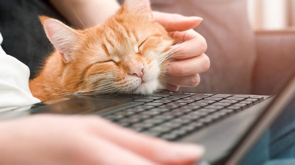 Bilgisayarda çalışan kızıl kedi ve kadın. uzak çalışma ve eğitim kavramı - Fotoğraf, Görsel