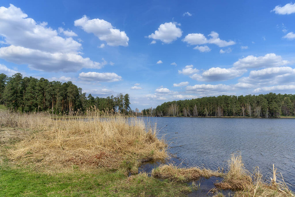 Paisagem de primavera com lago florestal, costa gramada, grama alta seca e céu azul profundo com inúmeros topos de nuvens brancas. A natureza dos Urais (Rússia). A primavera desperta a natureza  - Foto, Imagem