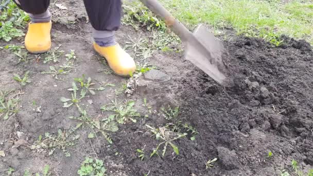 Gros plan du pied d'un agriculteur dans des chaussures en caoutchouc creusant le sol, agriculture, désherbage, vidéo 4K, gros plan. - Séquence, vidéo