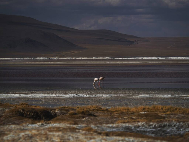 James Flamingo phoenicoparrus jamesi σε κόκκινο αλάτι επίπεδη λίμνη Laguna Colorada Uyuni Potosi Sur Lipez Andes βουνά Altiplano Βολιβία Νότια Αμερική - Φωτογραφία, εικόνα