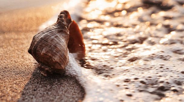 Seashell στο φόντο παραλία ηλιοβασίλεμα. - Φωτογραφία, εικόνα