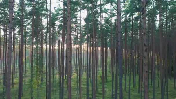 Egy pillantást a magas fák az erdőben .4K - Felvétel, videó